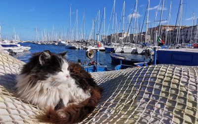 The Cats of Sicily – I Gatti di Sicilia